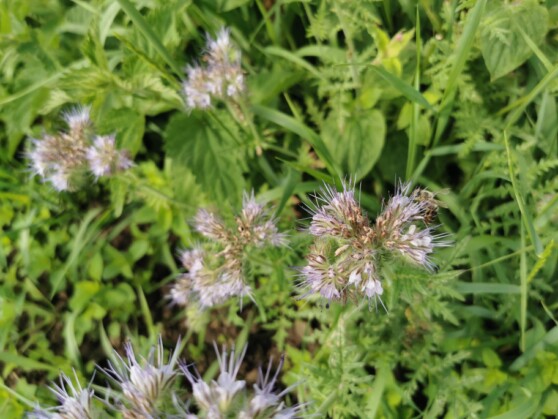 Bienensuchbild Bienensuchbild